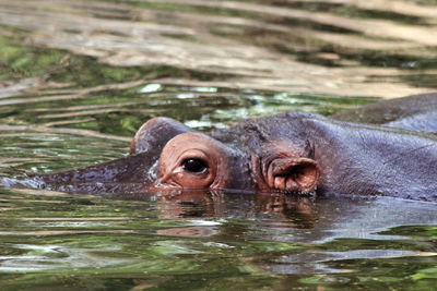 View of turtle swimming in lake