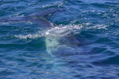 View of whale swimming in sea