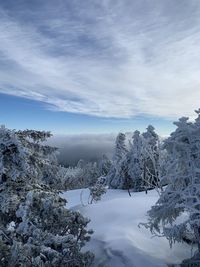 Trees on snow covered landscape against sky