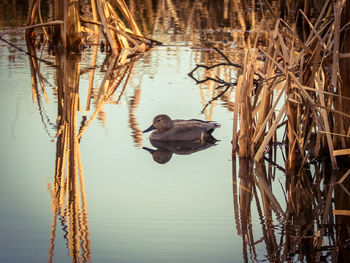 View of birds in lake