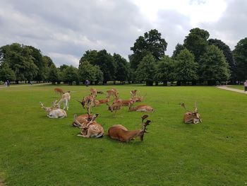 Deer at rest