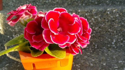 Close-up of pink rose