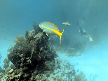 Fish swimming in sea