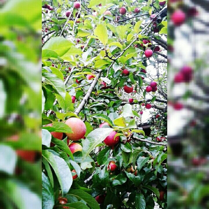 leaf, growth, fruit, tree, freshness, focus on foreground, branch, food and drink, green color, plant, close-up, nature, hanging, growing, day, beauty in nature, food, red, outdoors, healthy eating