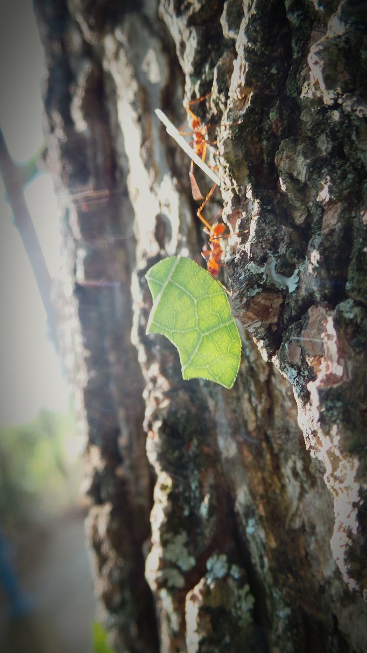 tree trunk, close-up, focus on foreground, textured, nature, tree, rough, selective focus, leaf, growth, bark, moss, natural pattern, green color, day, outdoors, tranquility, beauty in nature, leaf vein, no people