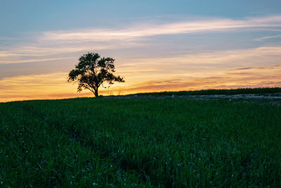 Scenic view of agricultural field against sky during sunset