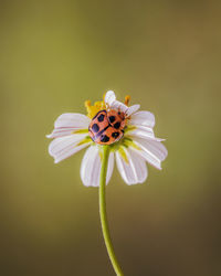 Close-up of insect pollinating on flower