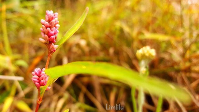 CLOSE-UP OF PINK FLOWERS BLOOMING