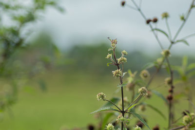 Close-up of flowering plant