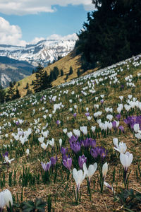 Purple flowering plants on field against snowcapped mountains