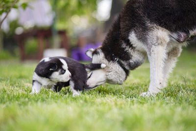 Dogs on grassy field