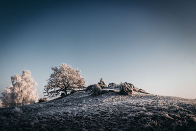 Trees on landscape against clear blue sky