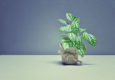 Close-up of potted plant on table