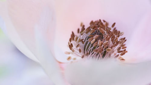 Close-up of flower white backgroung spring minimal elegant