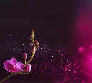 Close-up of fresh pink flower against black background