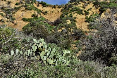 Close-up of cactus plants on landscape