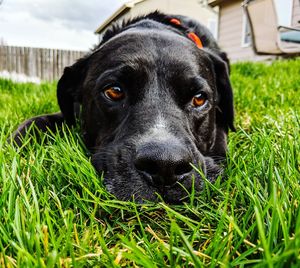 Close-up portrait of black dog