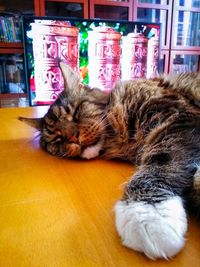 Cat resting on floor