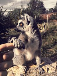 Ring-tailed lemur holding human finger while looking away at zoo