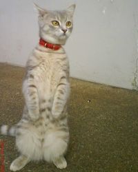 Portrait of cat sitting on floor