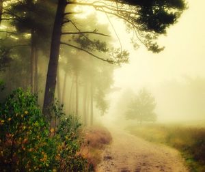 Dirt road amidst trees against sky during foggy weather