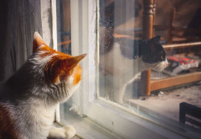 Cat looking through window