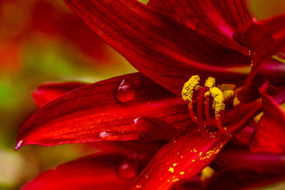 Close-up of red flowering plant