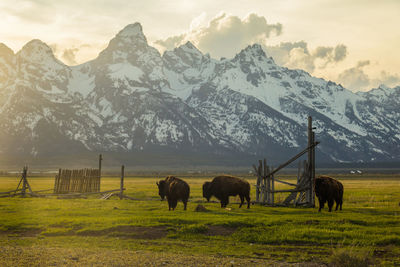 Horses grazing on field against mountains