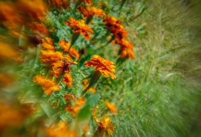 Close-up of orange flowers