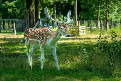 Deer in a field