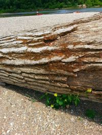 View of tree stump