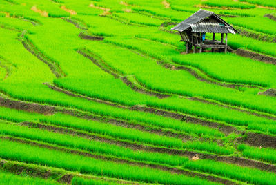 Scenic view of rice paddy