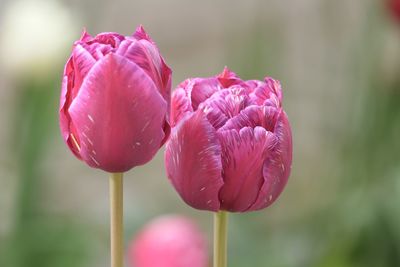 Close-up of pink tulip