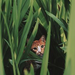 Portrait of cat on green plant