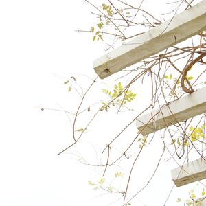 Close-up of plant against clear sky