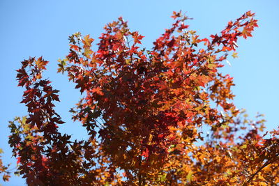 Low angle view of maple tree against sky