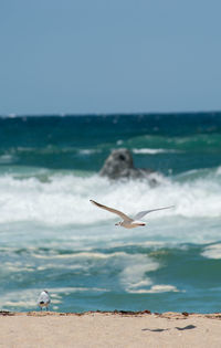 Seagull flying over sea against sky