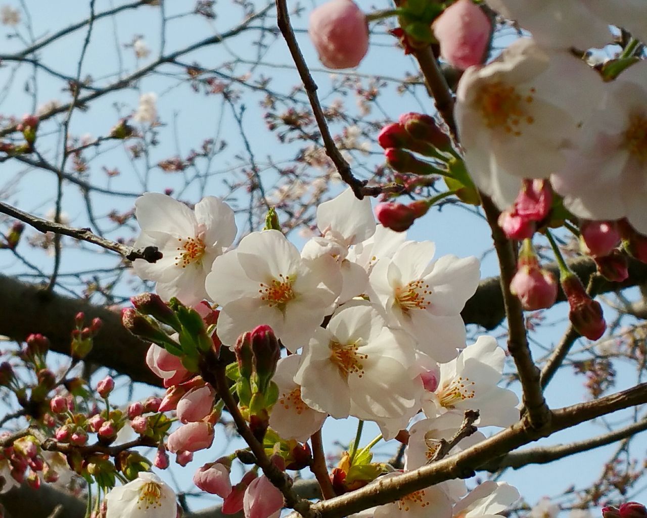 growth, nature, beauty in nature, tree, flower, freshness, springtime, petal, close-up, blossom, no people, branch, flower head, outdoors, fragility, sky, day, plum blossom