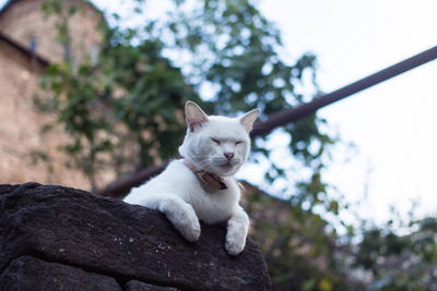 Close-up of cat on tree against sky