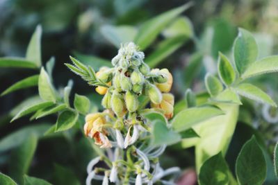 Close-up of flower buds growing on plant