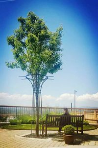 Tree by water against sky