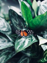 Close-up of butterfly on leaf