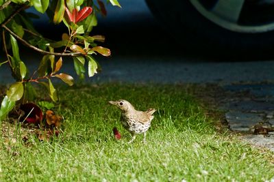 Side view of bird on grass