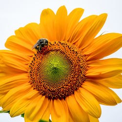 Close-up of insect on sunflower