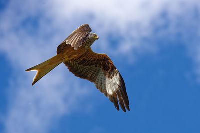 Low angle view of a flying red kite with wide spreaded wings against cloudy blue sky