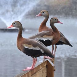 Seagulls perching on a lake