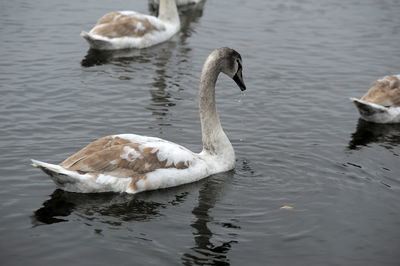 Swans swimming in lake