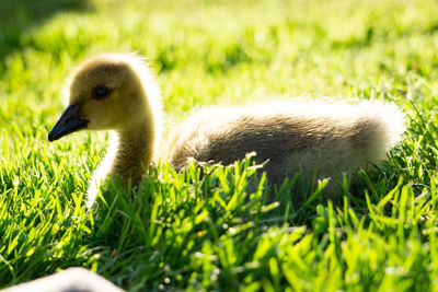 Close-up of duck on field