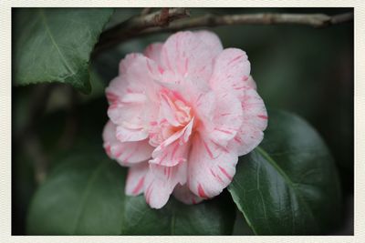 Close-up of pink flower