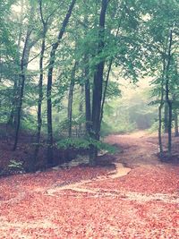 Dirt road passing through forest